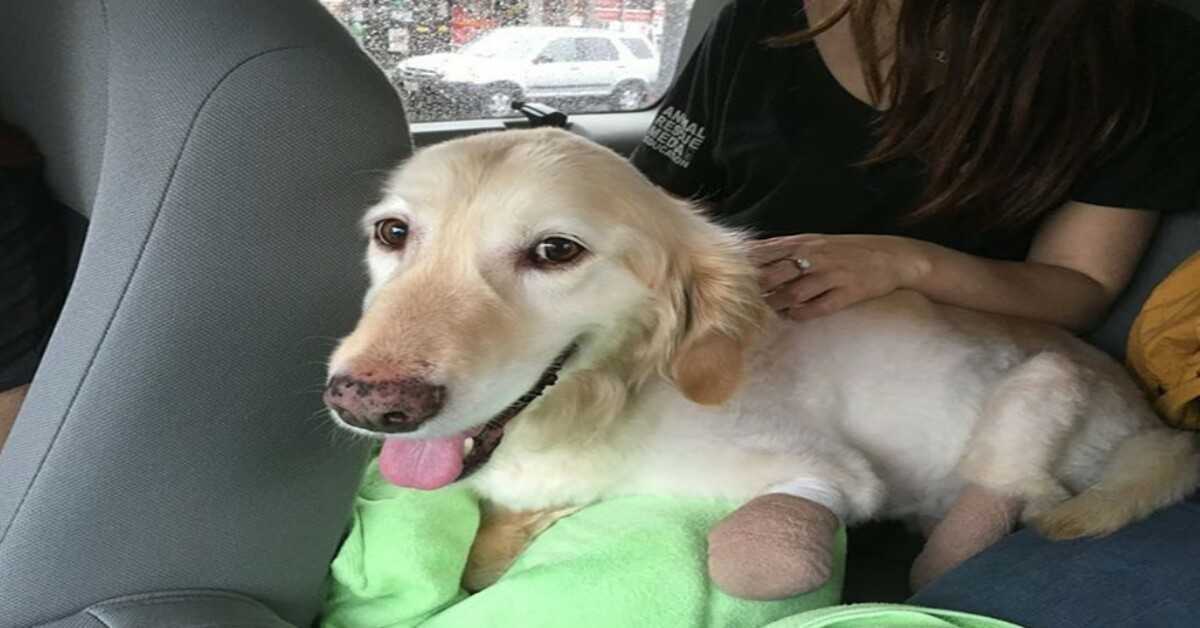 Un chiot qui a perdu ses 4 pattes sur le marché coréen de la viande est enfin adopté