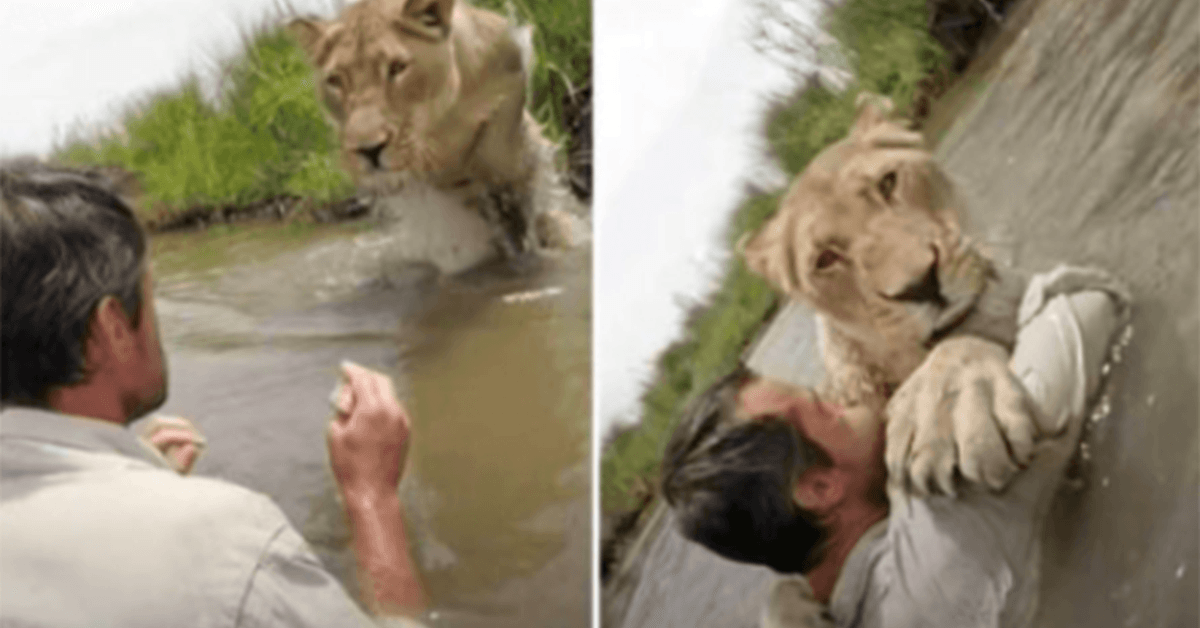 Incroyable vidéo d’une lionne sautant sur son sauveteur lorsqu’elle le retrouve après 7 ans