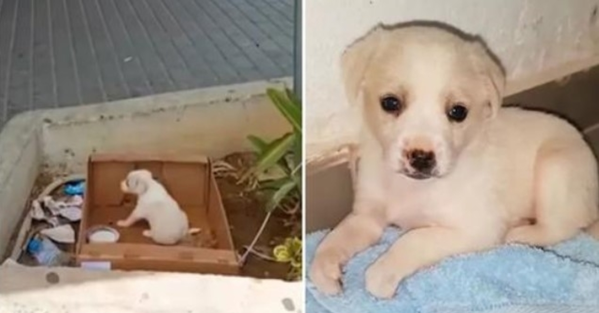 Un chiot abandonné à l’extérieur d’un supermarché ne peut pas cacher son bonheur car quelqu’un est venu la ramener à la maison