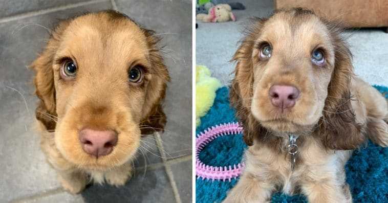 Découvrez Winnie, le cocker aux plus beaux yeux du monde