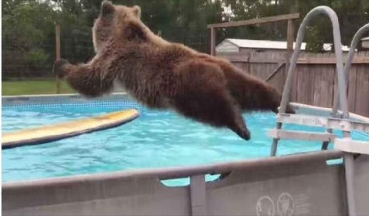 Le ventre du grizzly s’effondre directement dans la piscine, puis se retourne et donne un énorme sourire à la caméra