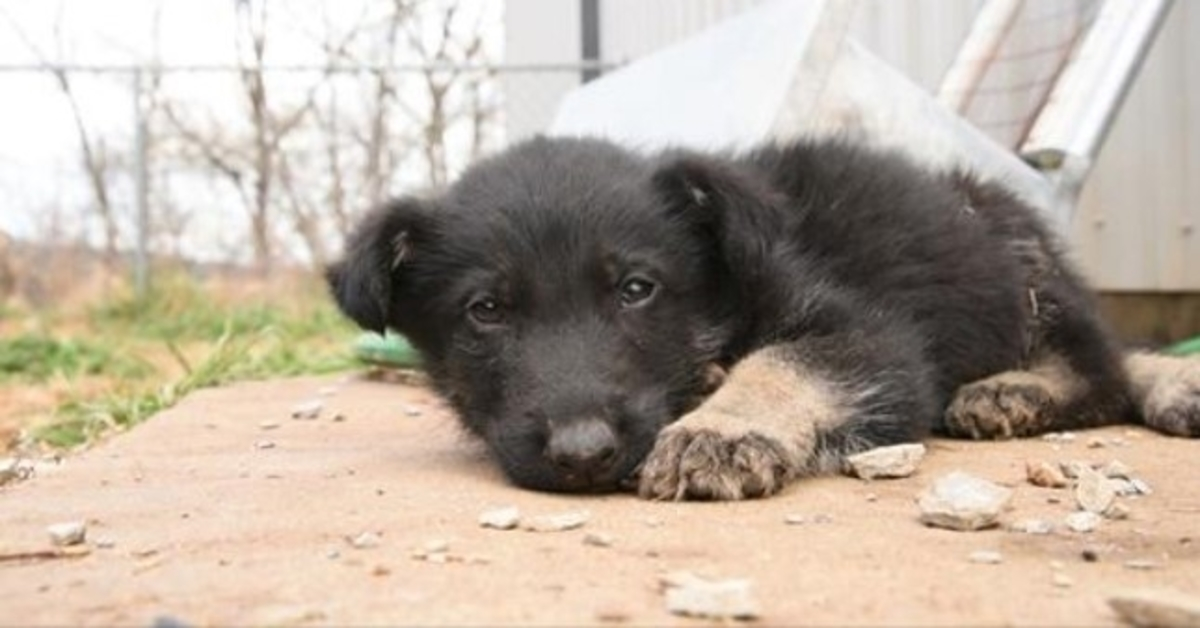 Un chiot affamé trop faible pour marcher se traîne vers les sauveteurs