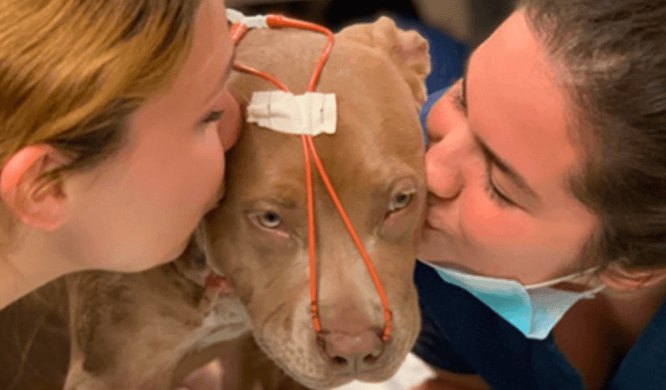 Miracle Puppy survit à des coups de couteau brutaux grâce à son adopteur héroïque