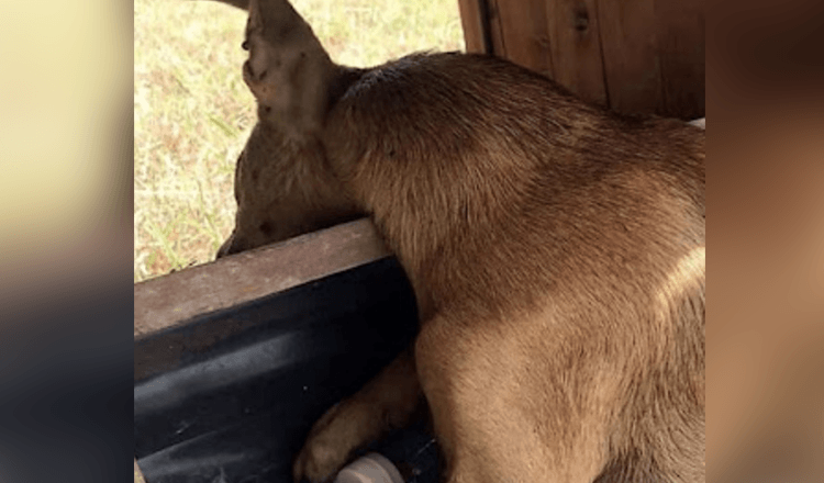 Le chiot tient bon et se bat pour chaque souffle après la mort de ses frères et sœurs dans une chaleur torride