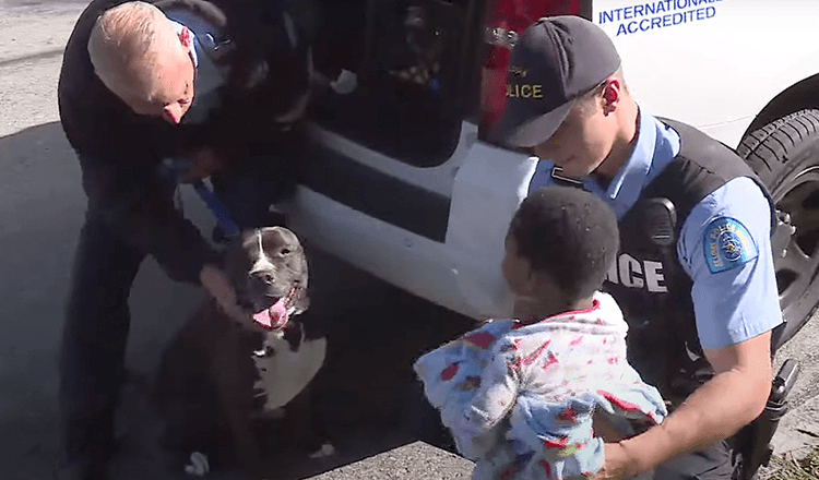 Stray Pit Bull protège un tout-petit disparu jusqu’à ce qu’il rentre à la maison en toute sécurité