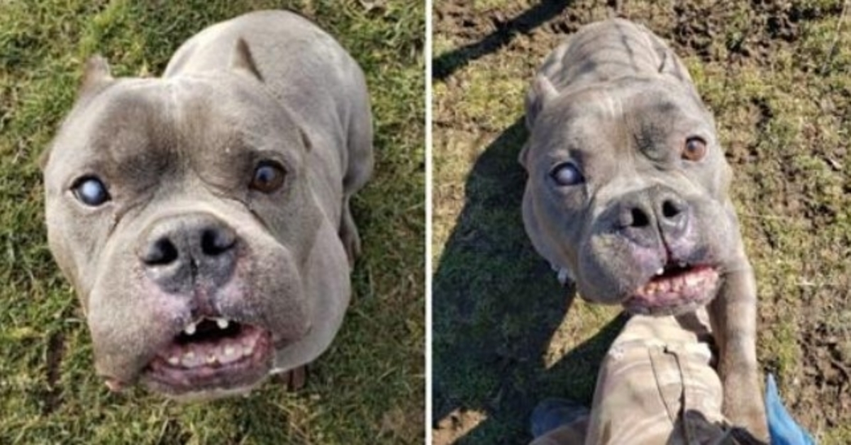 Après une longue attente, le « vilain » pitbull que personne ne voulait trouve une maison