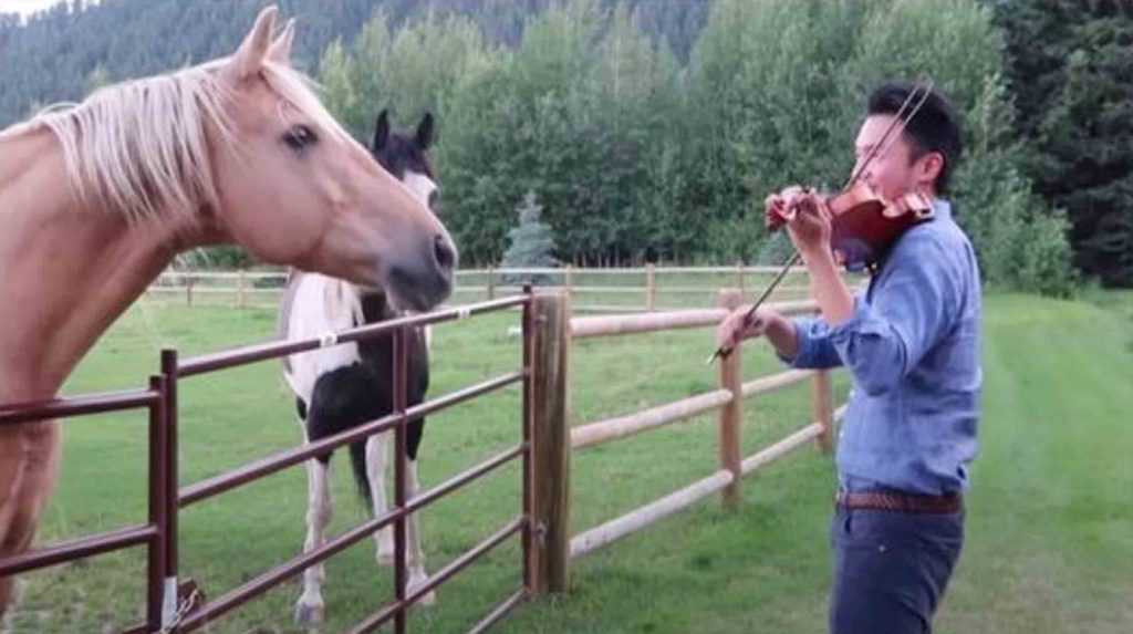 Un homme jouant du violon est rejoint par 2 chevaux qui « dansent » sur sa sérénade musicale