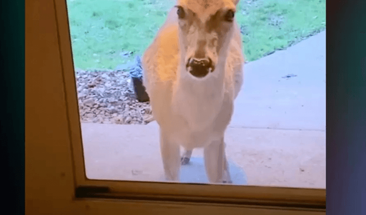 Mama Deer “frappe” à la porte pour montrer ses nouveaux bébés à sa meilleure amie