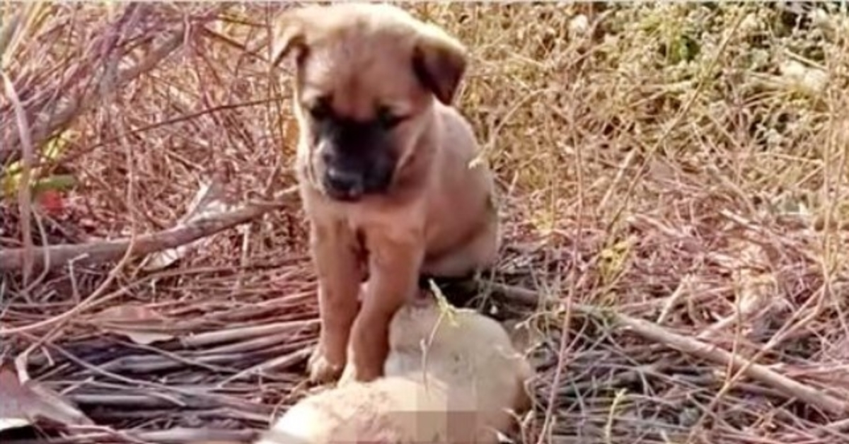 Un chiot abandonné a pleuré pour que sa sœur se réveille et pose ses pattes sur son petit corps