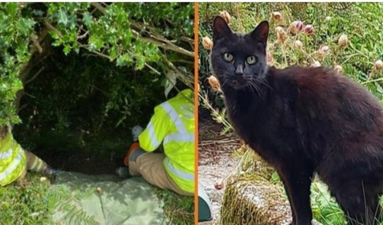 Cat’s Meowing mène la police à la disparition d’une femme de 83 ans qui est tombée dans un ravin