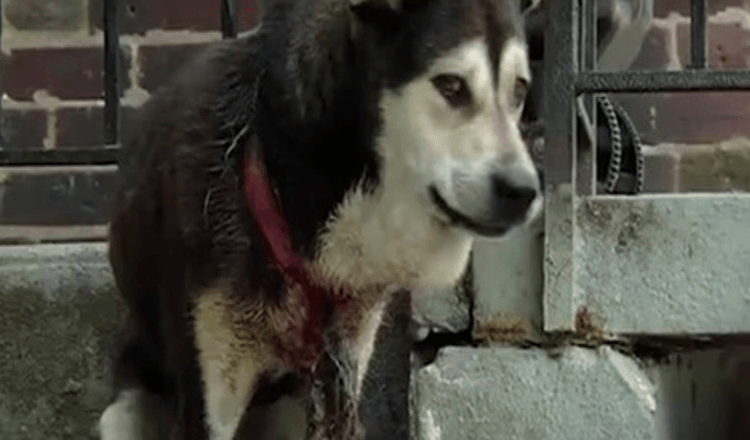 Chien torturé par un collier de chiot, négligé puis soigné