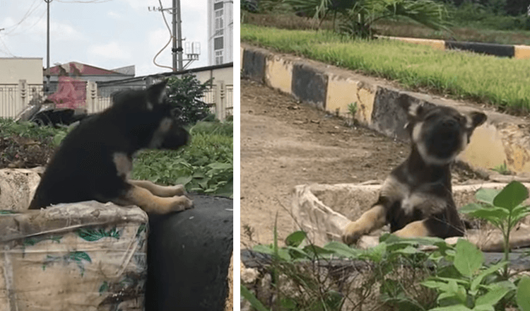 Un petit chiot jeté dans une poubelle comme des ordures, crie à l’aide