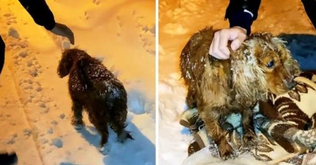 Un chien laissé mourir dehors dans la neige descend la route avec ses dernières forces