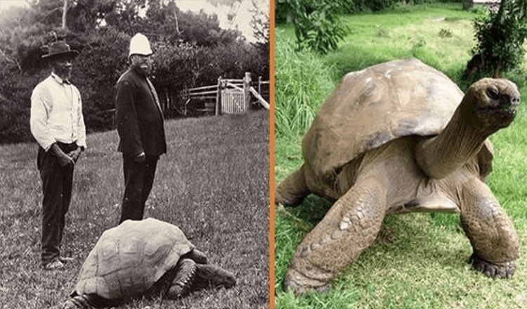 Jonathan, une tortue de 189 ans, a été photographiée en 1902 et est toujours en vie aujourd’hui (+8 photos)