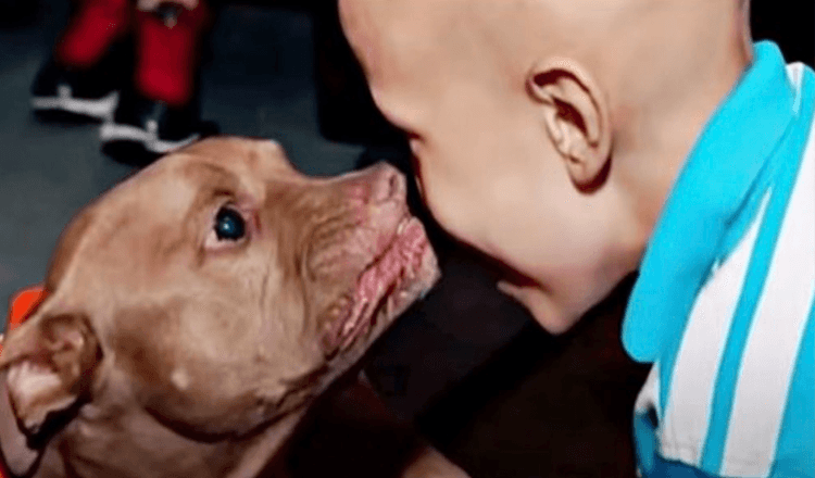 Pit Bull de Kill-Shelter Senses Boy est malade et va tout droit pour lui