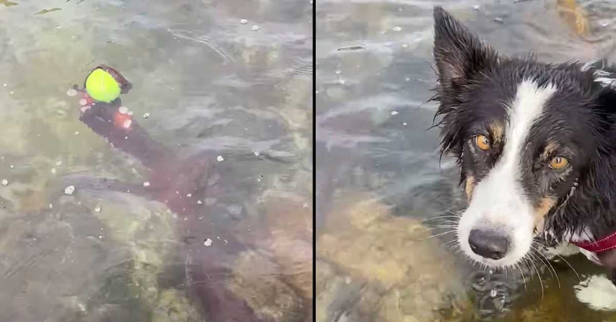 Un chien impuissant ne peut que regarder un bras du fond saisir sa balle