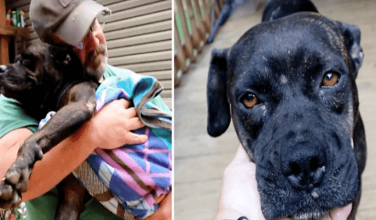 Hurt Dog trouve une maison au milieu de nulle part pour découvrir le 1 homme qui peut aider.