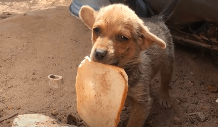 Un chiot oublié dont les frères et sœurs ont été adoptés essaie de se débrouiller seul dans les déchets