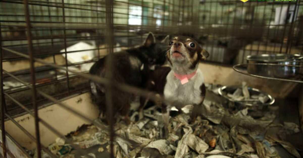 Seuls les chiens et les chats de sauvetage sont désormais autorisés à être vendus dans les animaleries de Californie