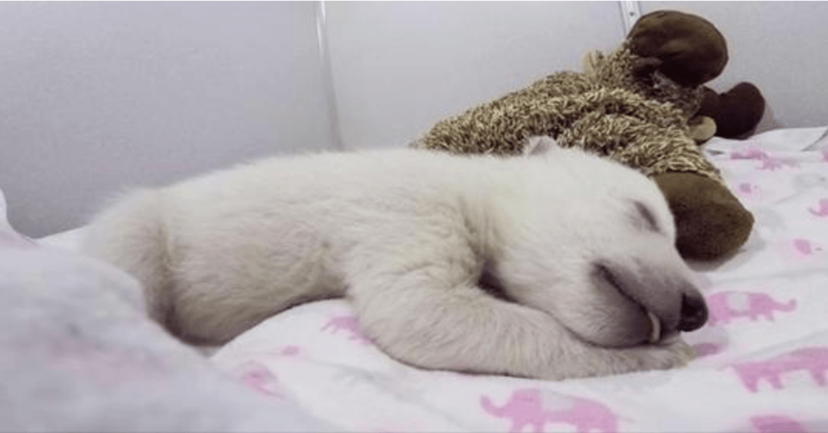 Un bébé ours polaire abandonné qui dort avec un animal en peluche fait des sons mignons