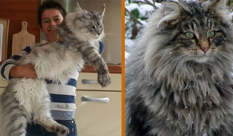 The Gentle Giant: Rencontrez le Maine Coon – Le chien du monde des chats