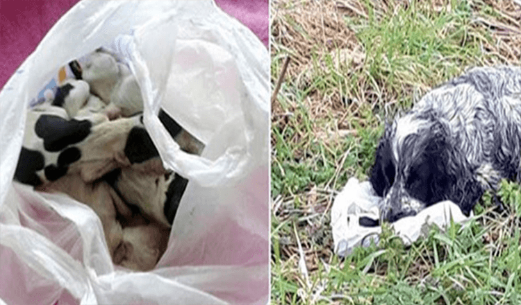 Chienne retrouvée au bord de la route tenant un sac plastique avec ses chiots