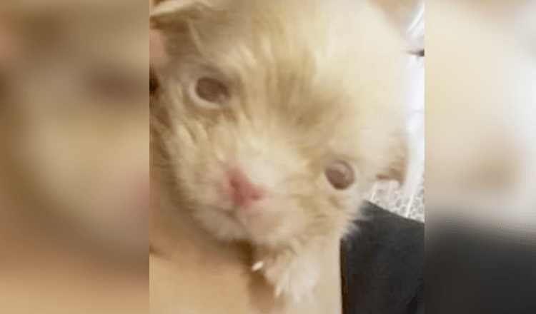 L’éleveur n’a pas pu profiter d’un petit chiot albinos alors il l’a laissé par terre