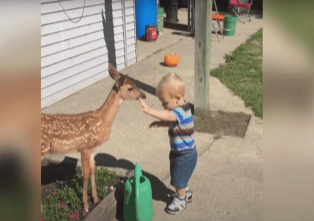 Un petit garçon se lie d’amitié avec un cerf et obtient bien plus que ce qu’il avait prévu en retour