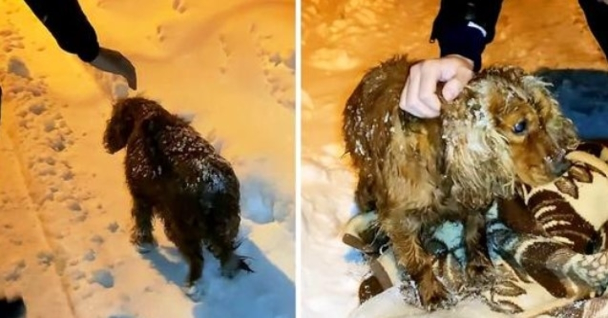 Un chien laissé mourir dehors dans la neige descend la route avec ses dernières forces