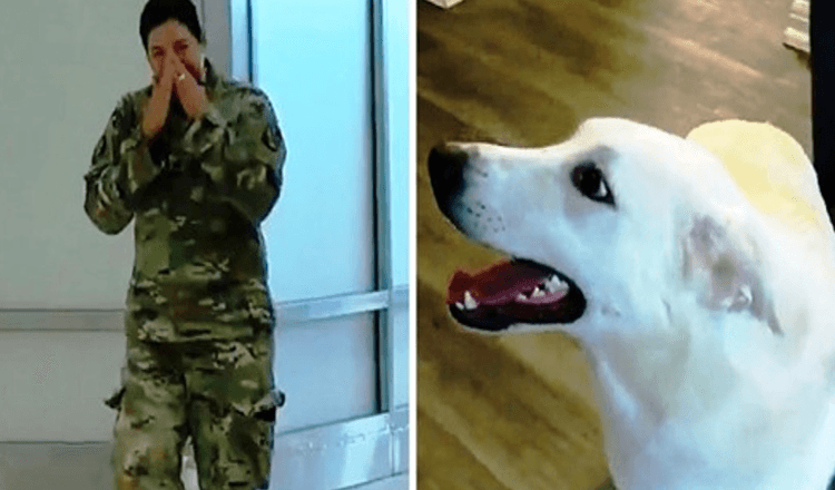 Un soldat espérait retrouver le chiot qu’elle a sauvé, mais elle a manqué de temps