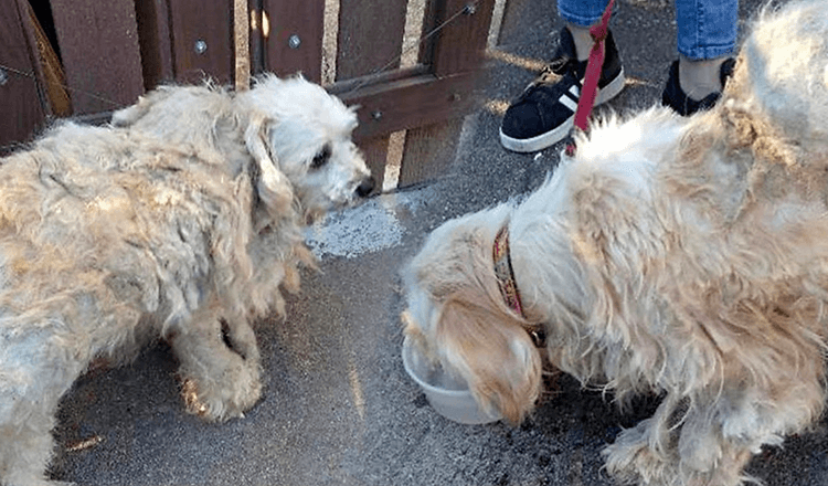 Des chiens échevelés se sont confiés après avoir été jetés dans la rue