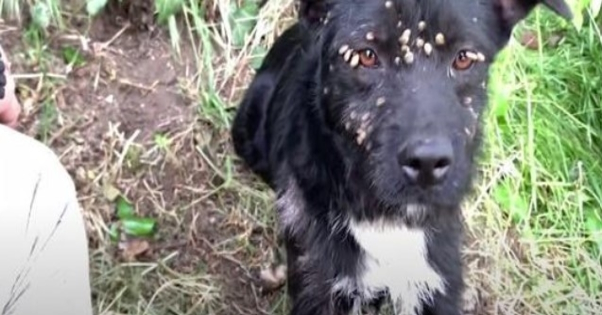 Chien triste abandonné couvert de tiques et attaché à un poste secouru