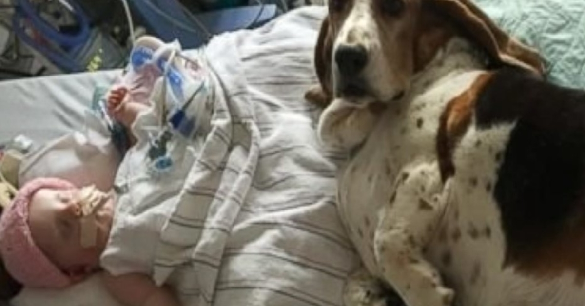 Basset Hounds reste avec bébé mourant jusqu’à ce qu’elle prenne son dernier souffle