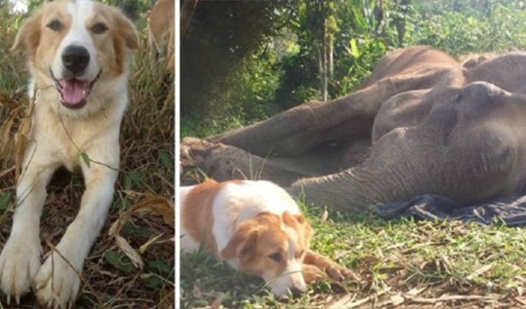 Ce chien refuse d’être séparé de son ami éléphant dans ses dernières heures de vie