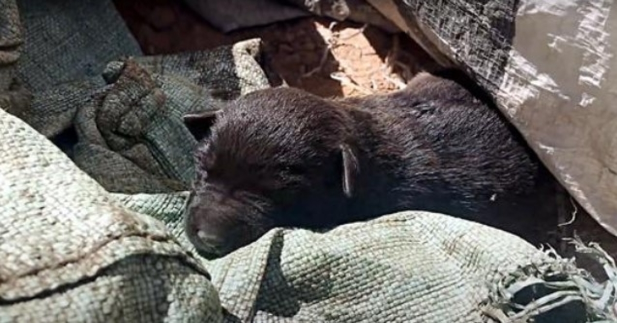 Des chiots allongés à côté de frères et sœurs morts, gardant espoir après avoir été jetés à la poubelle