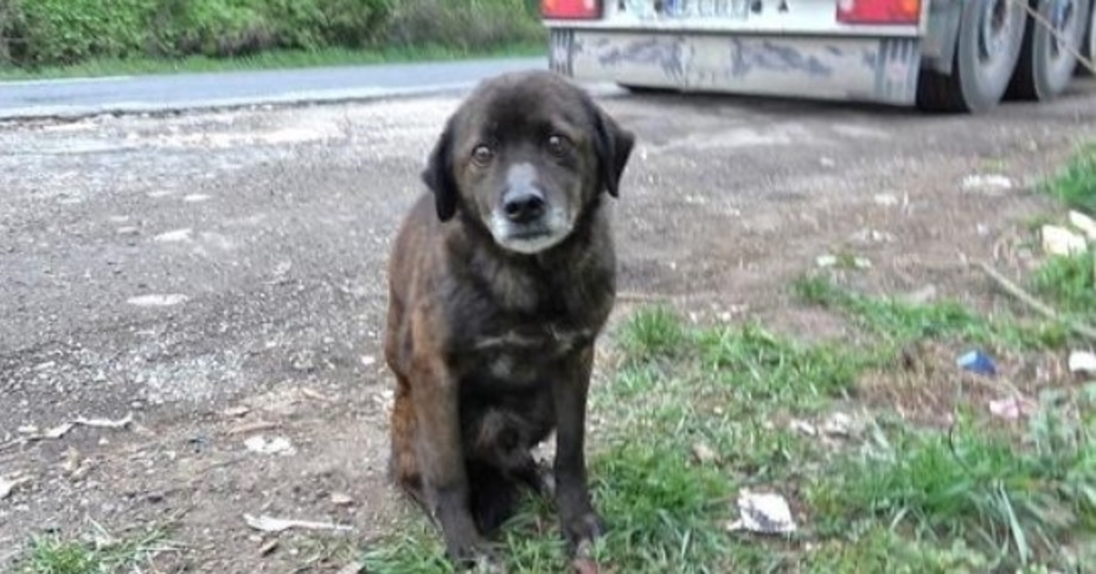 Ce vieux chien largué avait un passé si dur qu’il ne savait même pas comment manger des friandises