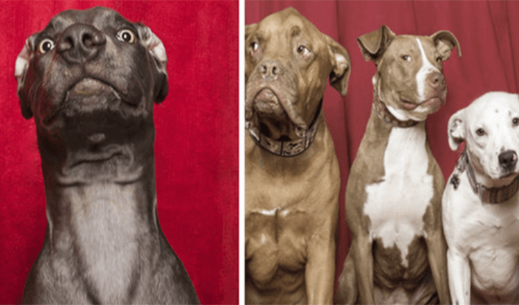 15+ photos qui capturent la réaction des chiens après avoir été placées dans un photomaton spécial par le photographe