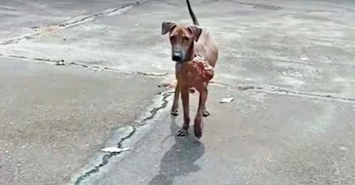 Stray Afraid Of People a le courage de demander à un homme de lui enlever sa douleur