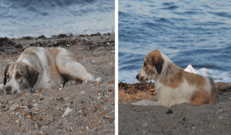 Un chien errant qui poursuit une femme sur la plage s’avère être un trésor déguisé