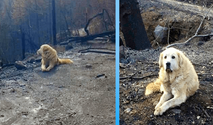 Une famille rentre à la maison un mois après l’incendie et trouve son chien qui l’attend