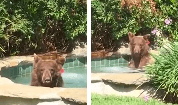 Un homme trouve un ours assis dans un jacuzzi en train de boire dans sa tasse puis de faire la sieste