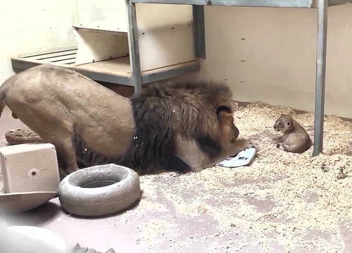 Moment émouvant, papa Lion s’accroupit pour rencontrer son bébé pour la première fois