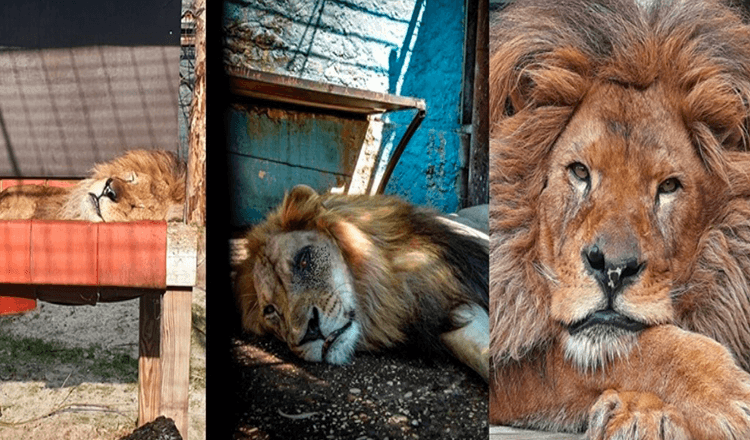 A vécu dans le pire zoo du monde, Lion Bob a été sauvé / Maintenant, il a de la nourriture et ils l’aiment