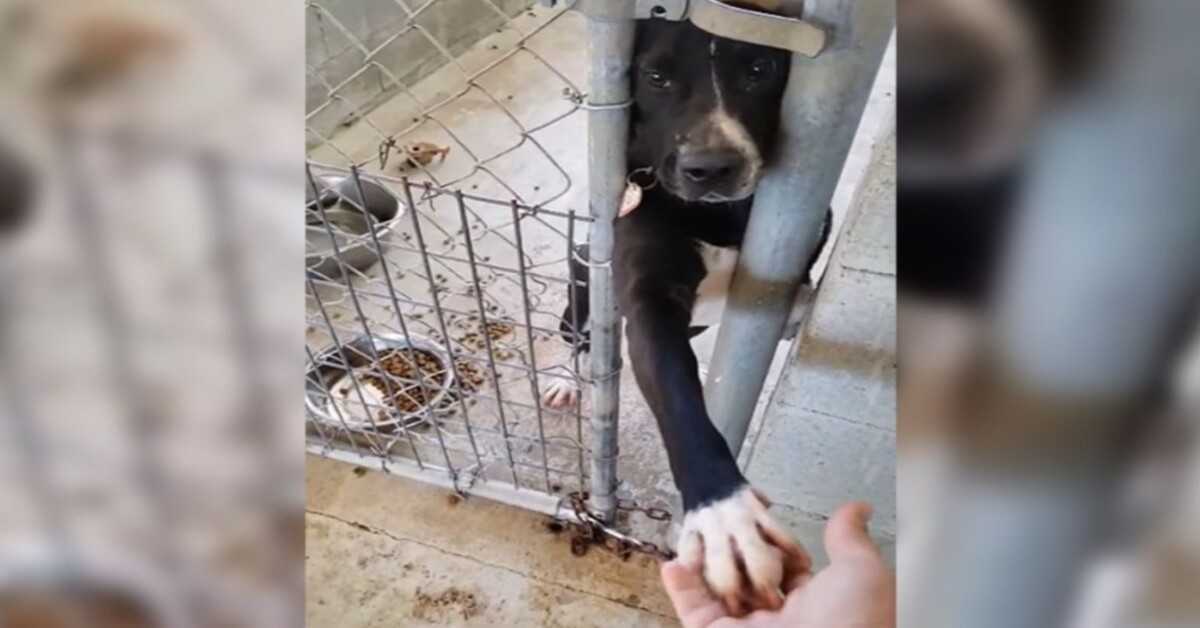 Un chien est assis dans le refuge et demande à tenir la main de toute personne qui passe