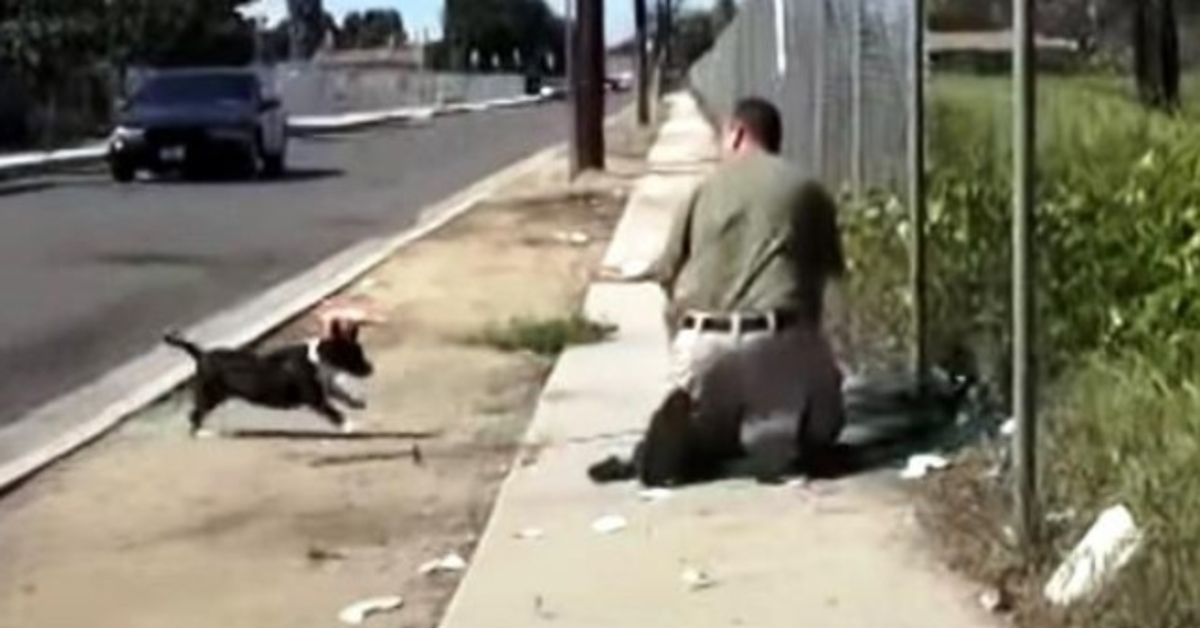 Stray Mama Dog panique quand elle voit un homme piéger son seul chiot dans un filet