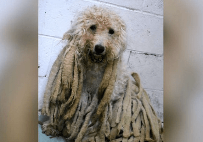 Caniche couvert de dreadlocks sales libéré de livres de cheveux