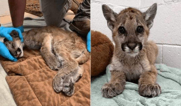 Un lionceau de montagne affamé et gravement déshydraté a été sauvé et double maintenant de poids