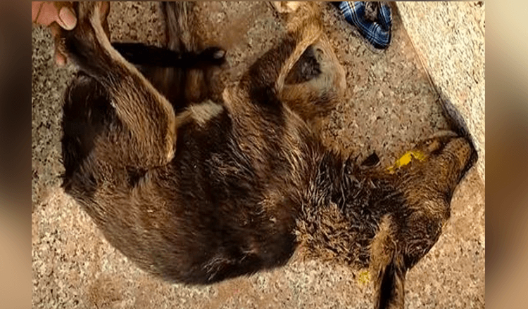 Un chiot évanoui se réveille le lendemain pour se retrouver entouré d’espoir