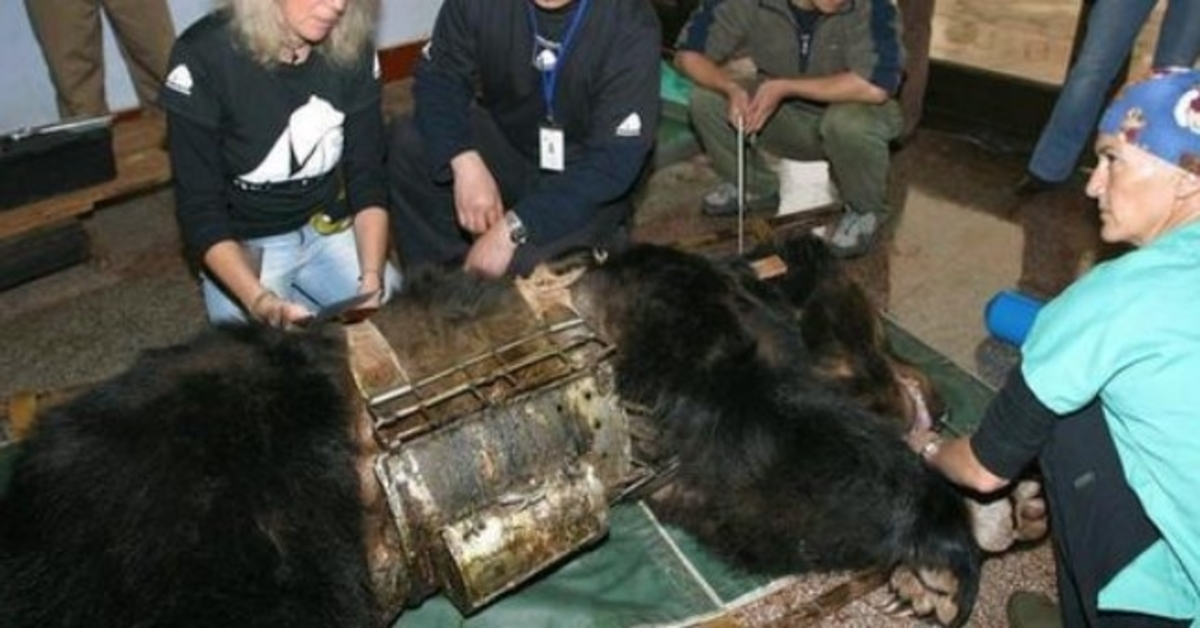 Un ours libéré de 9 ans en “gilet de torture” voit de l’eau pour la première fois