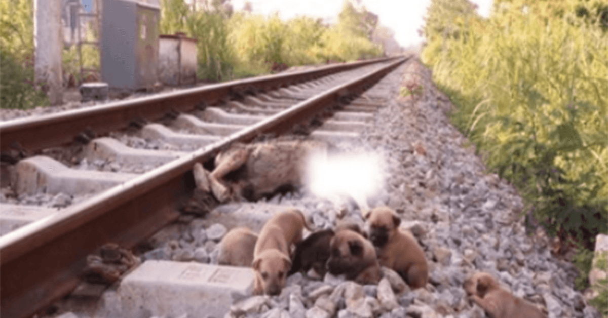 Sauvez 6 chiots pauvres sur les voies ferrées quand leur mère n’est plus